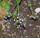 Verbena litoralis. Верхушка веточки соцветия. Чили, обл. Valparaiso, провинция Isla de Pascua, г. Hanga Roa, двор гостиницы. 05.03.2023.