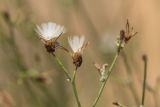 genus Chondrilla. Соплодия с притаившемся пауком. Калмыкия, Яшкульский р-н, окр. пос. Утта, закреплённые пески. 17.07.2023.