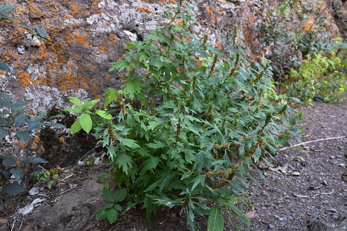 Изображение особи Leonurus turkestanicus.