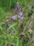 Polygala comosa. Верхушка побега с соцветием. Окр. Томска, суходольный луг. 13.06.2010.