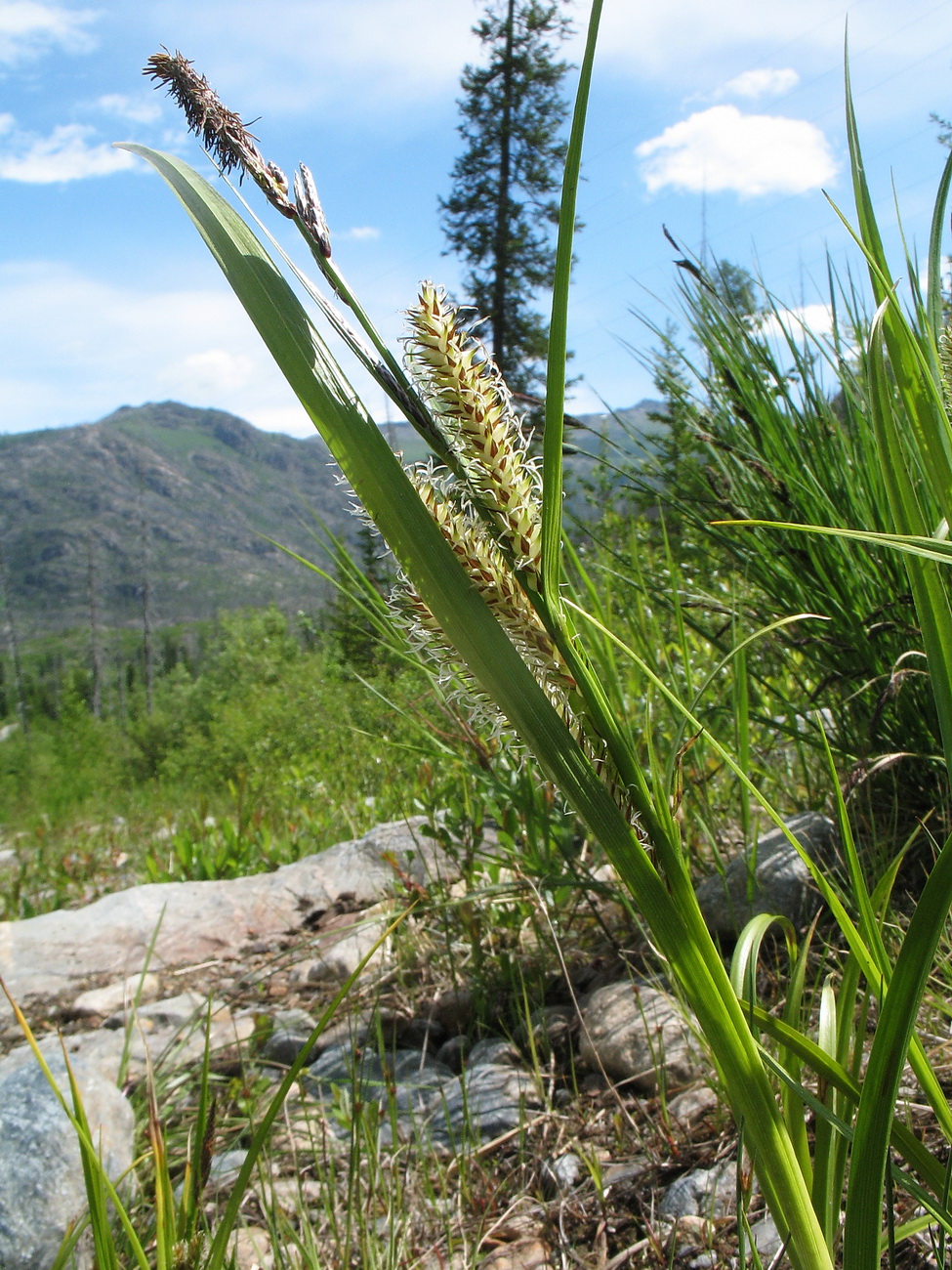 Image of Carex riparia specimen.