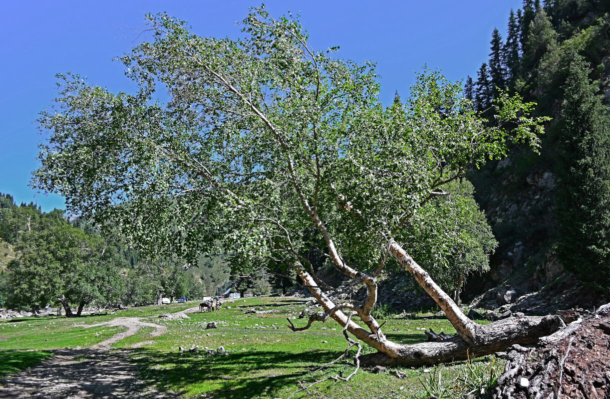 Image of genus Betula specimen.