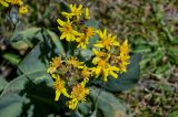 Ligularia alpigena