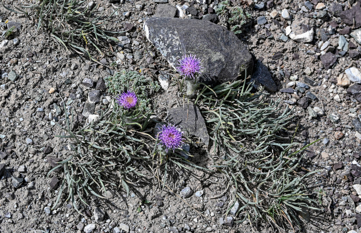 Image of Saussurea leucophylla specimen.