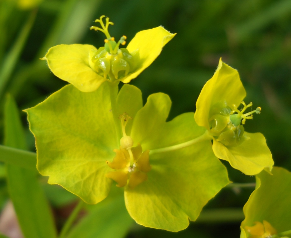 Image of Euphorbia virgata specimen.