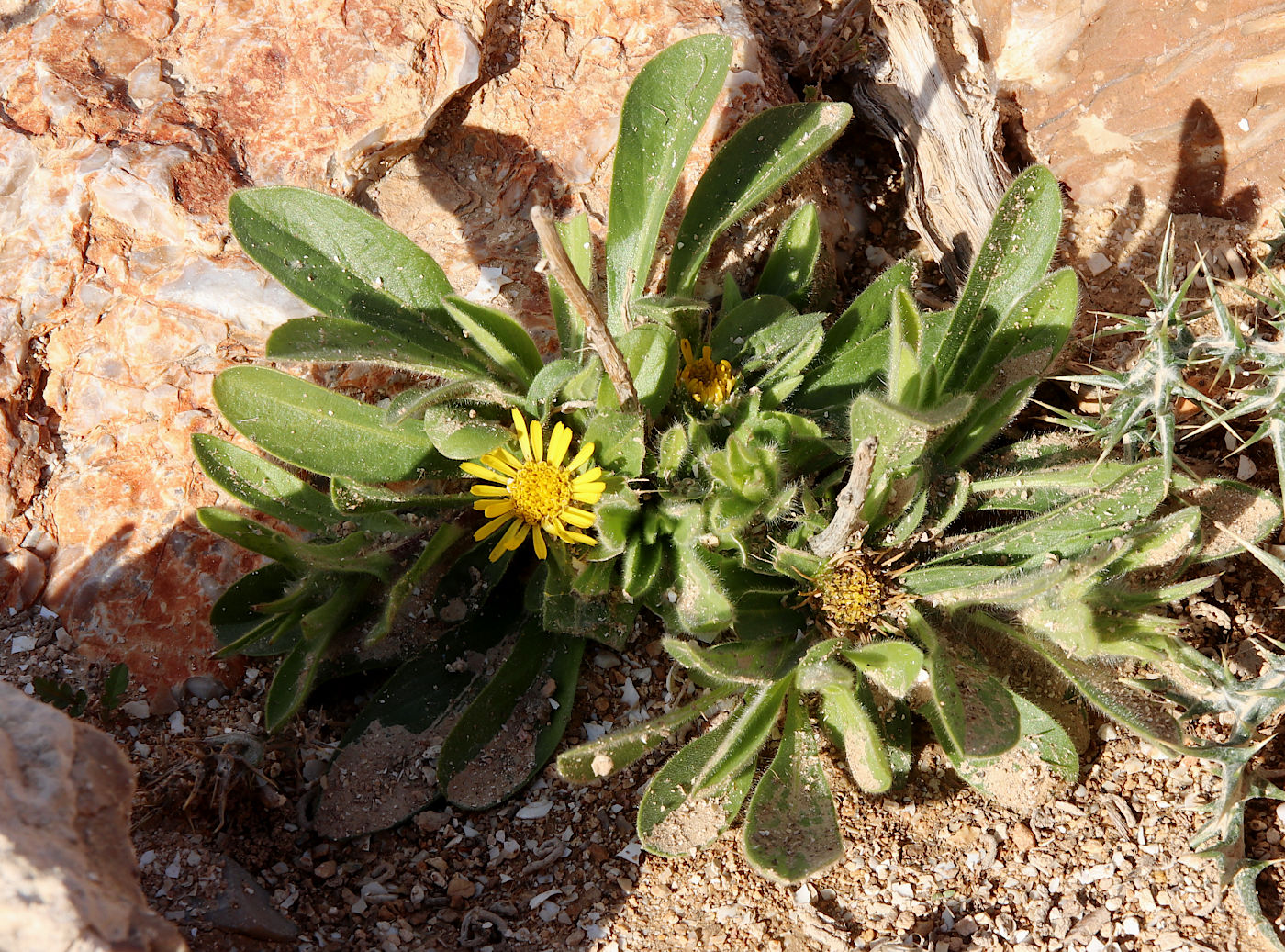 Изображение особи Asteriscus hierochunticus.