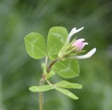 Trifolium clypeatum