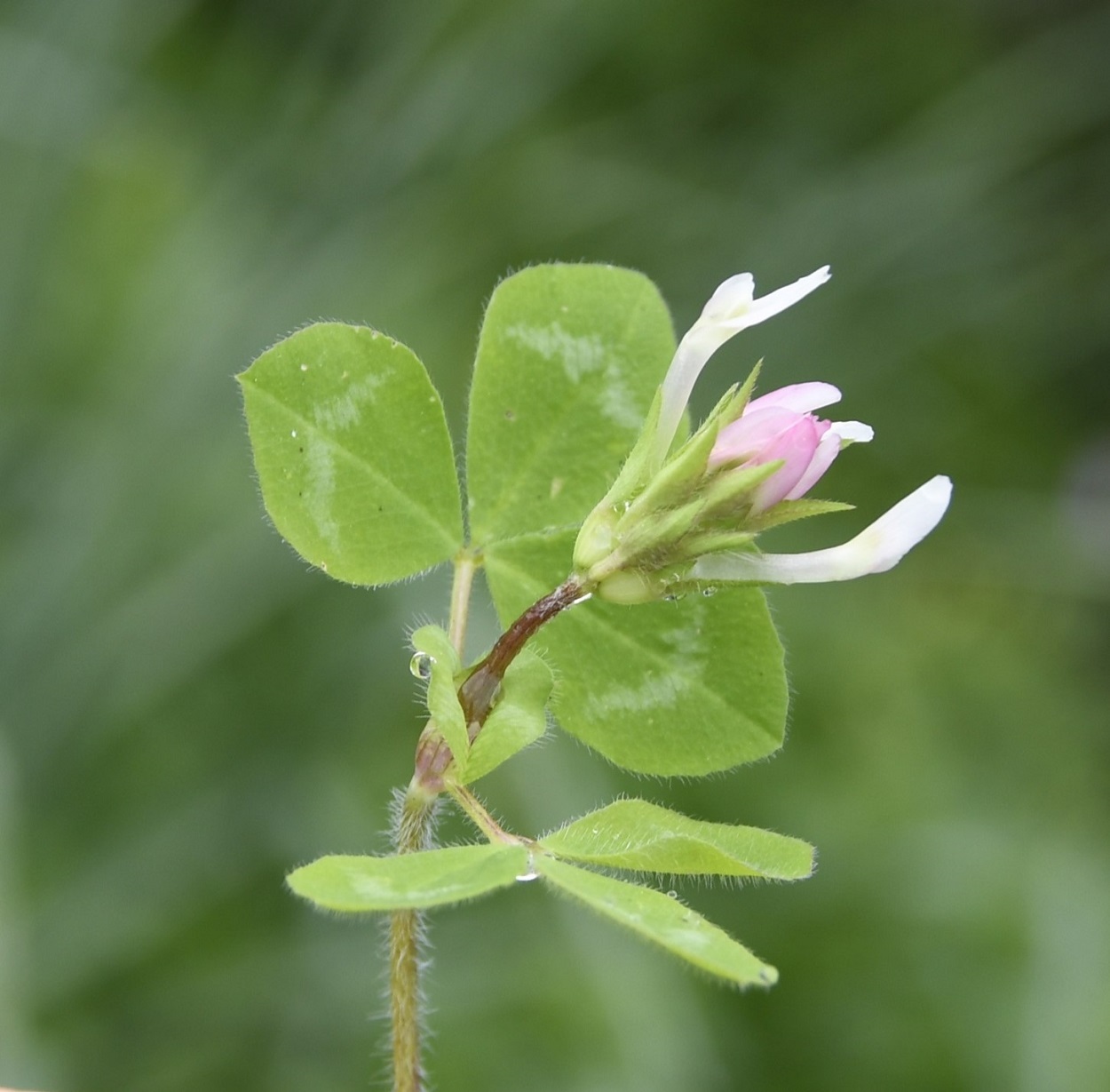 Изображение особи Trifolium clypeatum.