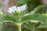 Lomelosia prolifera. Верхушка побега с соцветием и тлями. Израиль, г. Бат-Ям, на обочине дороги. 16.03.2024.