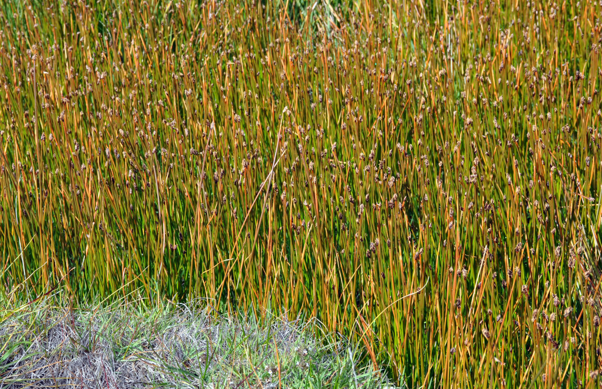 Image of genus Eleocharis specimen.