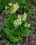 Primula pallasii. Цветущее растение. Хакасия, Орджоникидзевский р-н, верховья р. Правая Сарала, опушка смешанного леса. 08.06.2022.