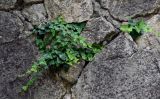 Hedera helix. Вегетирующие растения. Грузия, Имеретия, Гелатский монастырь, на каменной стене. 14.06.2023.