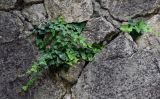 Hedera helix