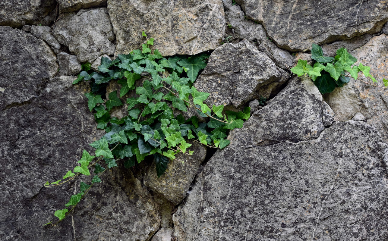 Изображение особи Hedera helix.