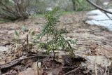 Abies nordmanniana