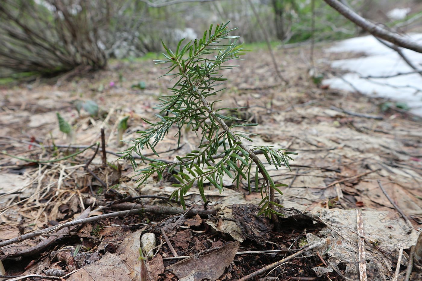 Изображение особи Abies nordmanniana.