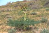 Ferula varia. Растение на стадии поздней бутонизации. Узбекистан, Центральные Кызылкумы, закреплённые растительностью среднебугристые пески с кустарниково-травянистой растительностью. 11 апреля 2024 г.