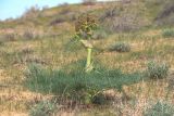 Ferula varia