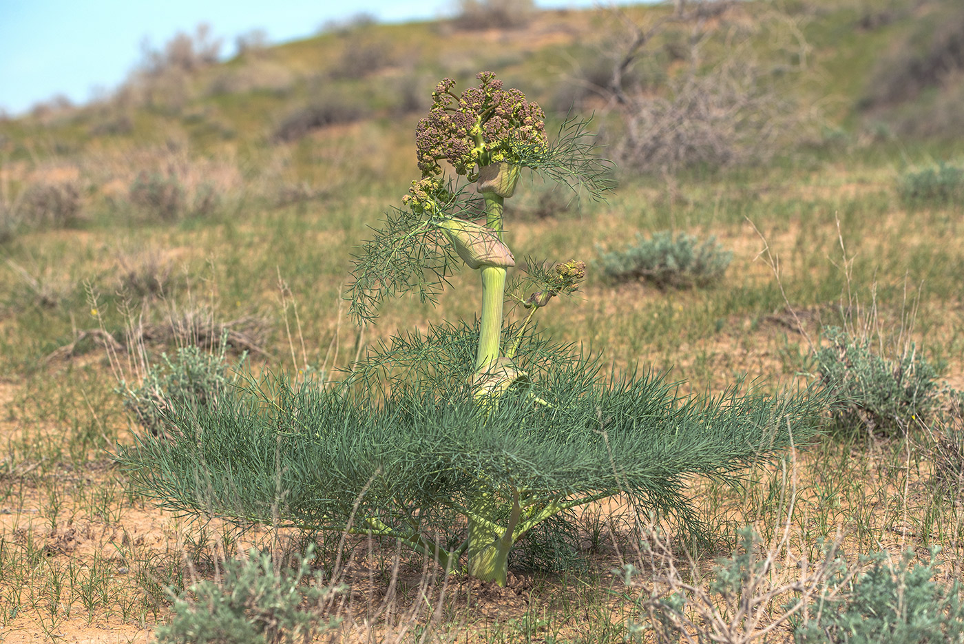 Image of Ferula varia specimen.