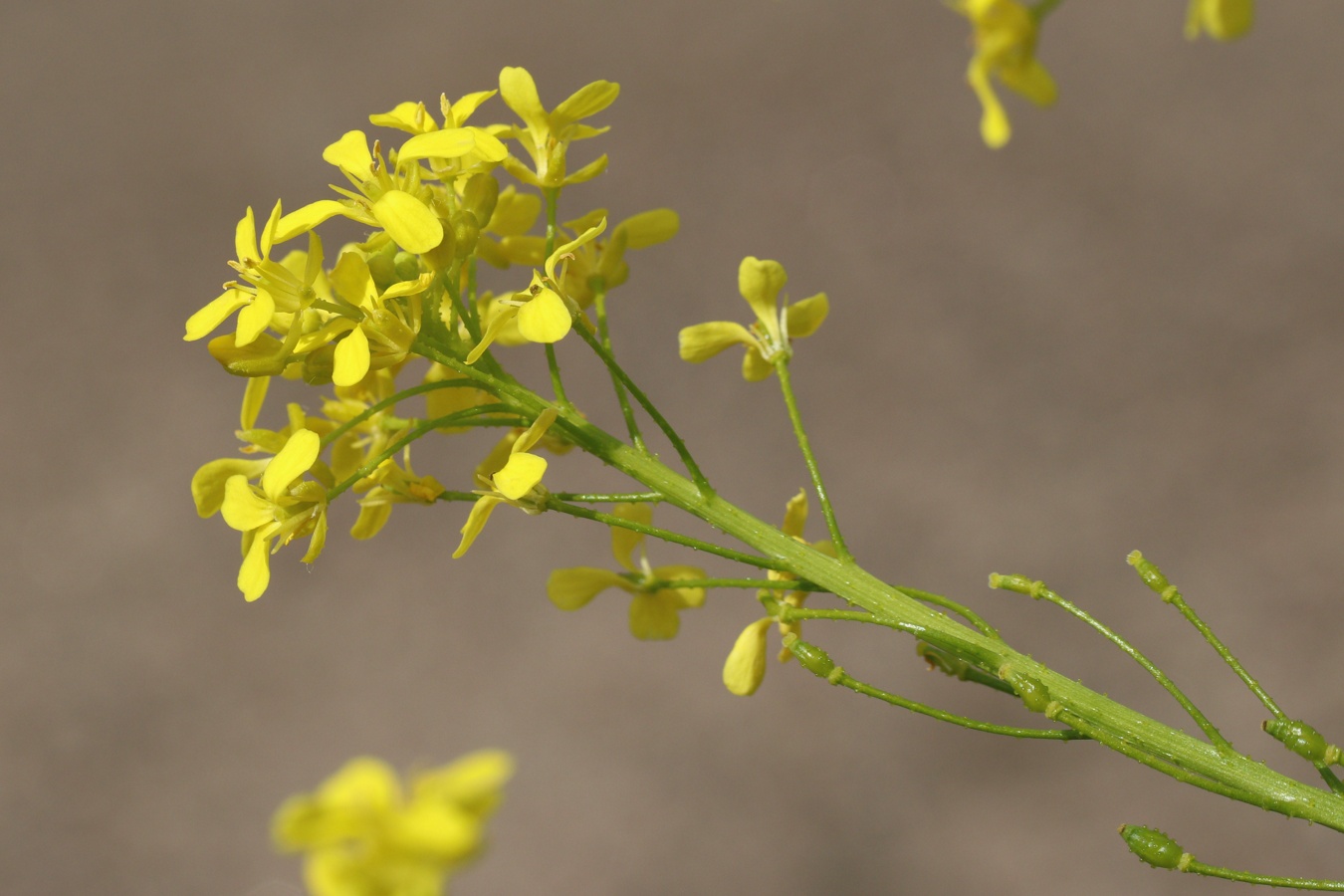 Image of Bunias orientalis specimen.