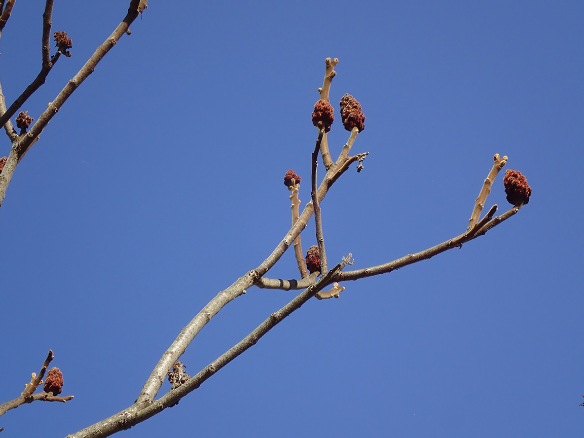 Image of Rhus typhina specimen.