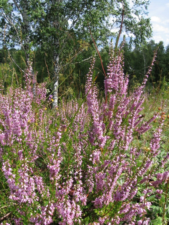 Image of Calluna vulgaris specimen.