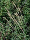 Melica altissima