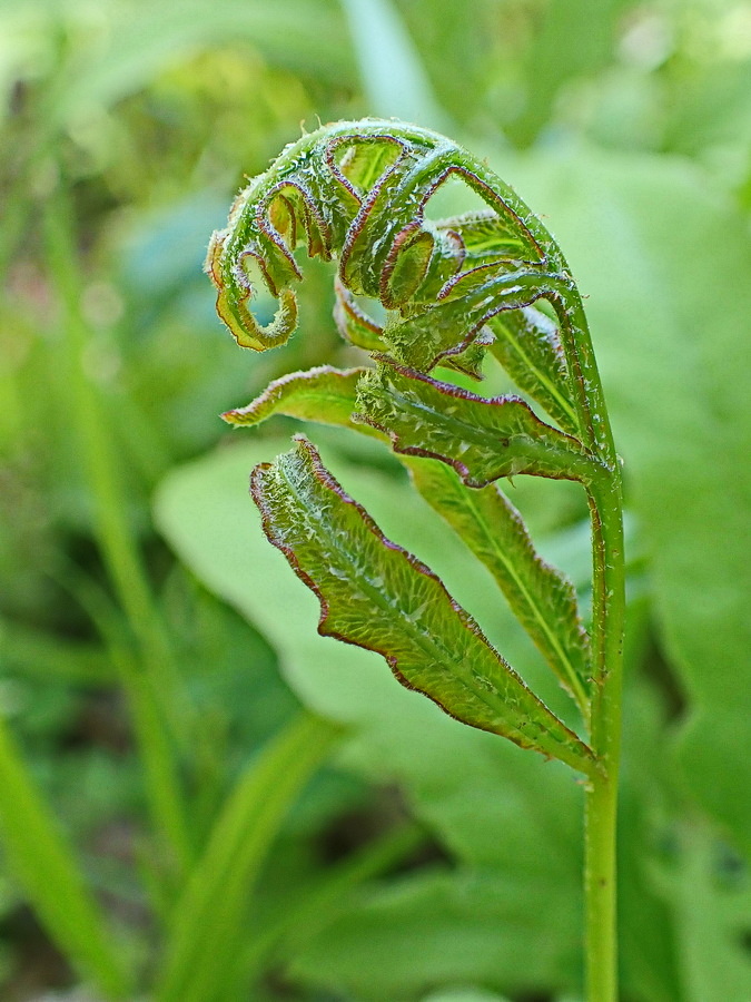 Image of Onoclea sensibilis specimen.