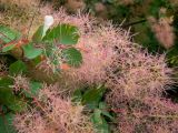Cotinus coggygria