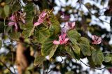 Bauhinia variegata