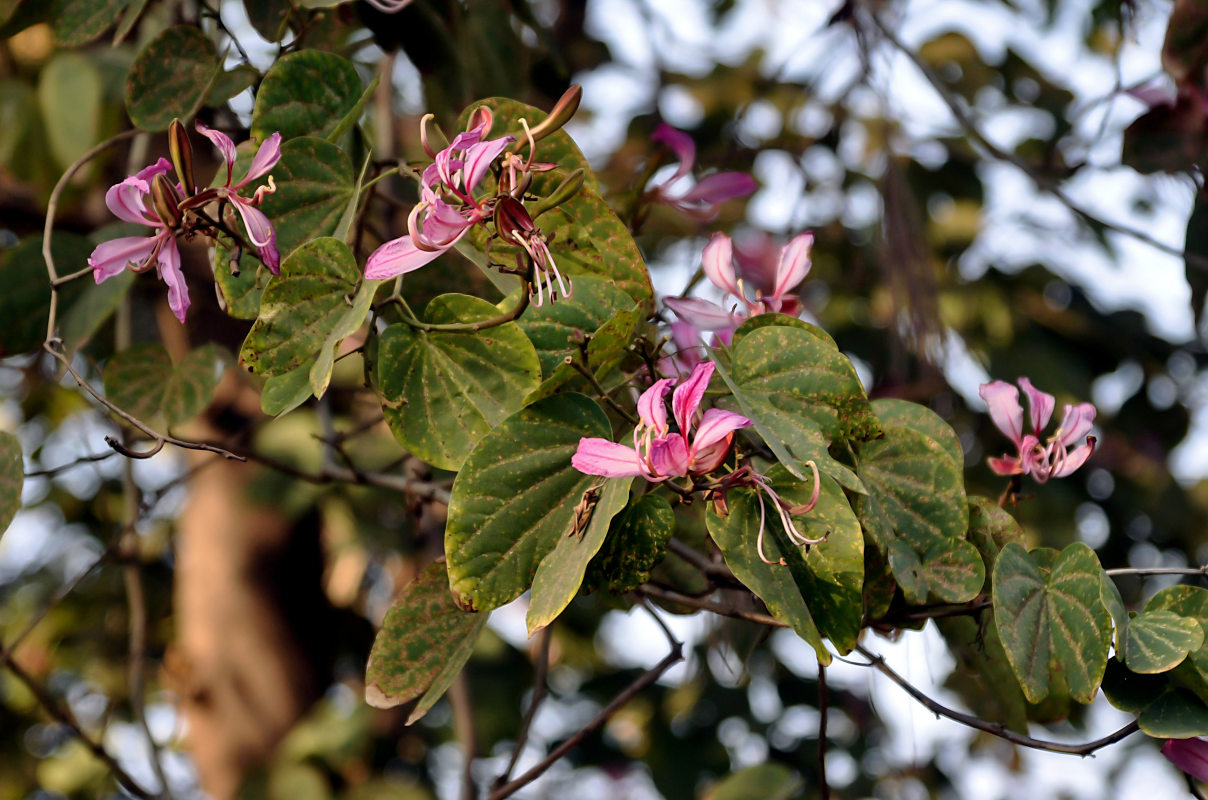 Изображение особи Bauhinia variegata.