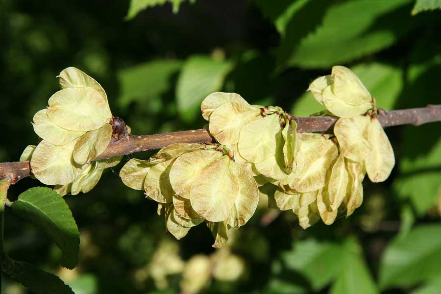 Image of Ulmus glabra specimen.