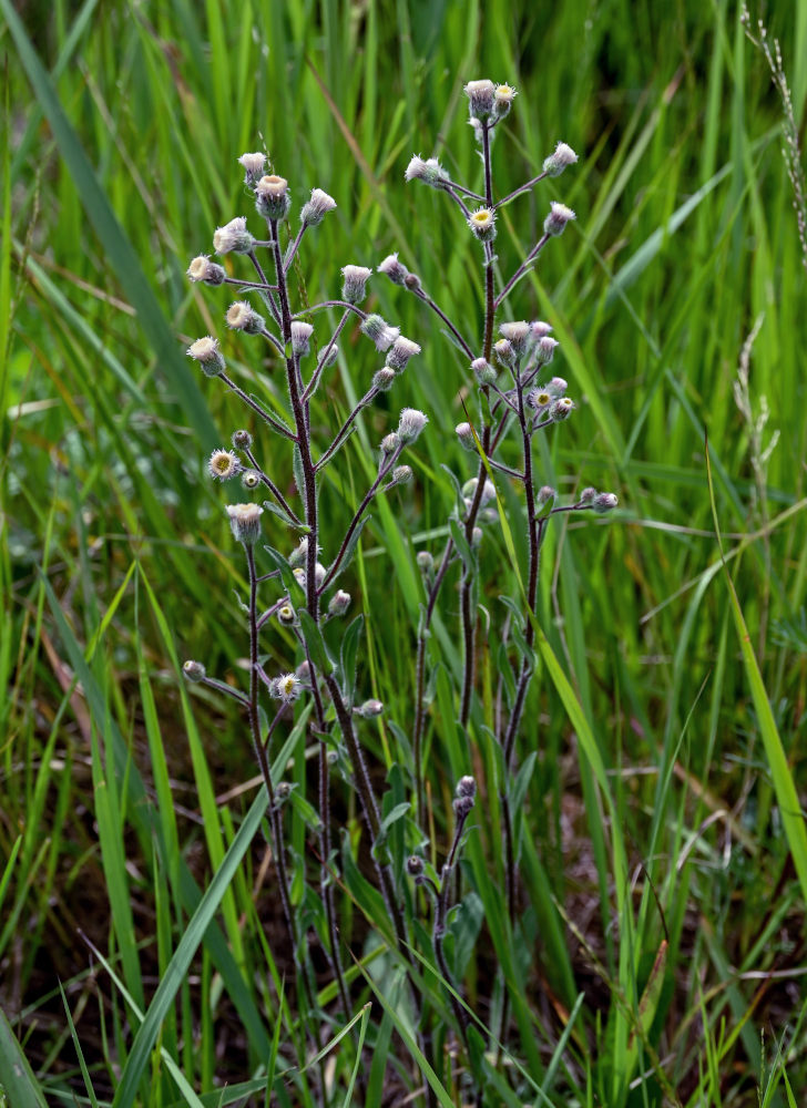 Image of Erigeron acris specimen.