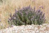 Thymbra spicata