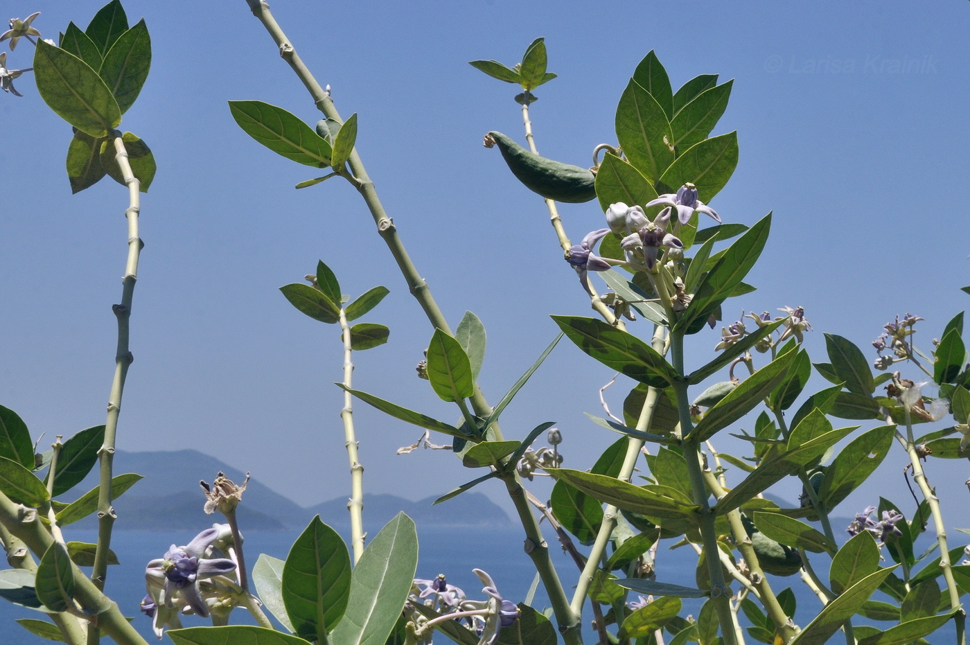 Image of Calotropis gigantea specimen.
