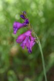 Gladiolus tenuis