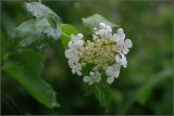 Viburnum opulus. Ветвь с соцветием. Тульская обл., пос. Дубна, дачный участок. 06.06.2009.