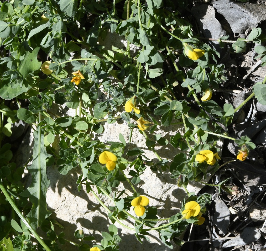 Image of Lotus palustris specimen.