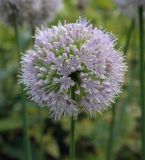 Allium nutans