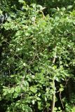 Rhamnus cathartica