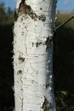 Betula pendula