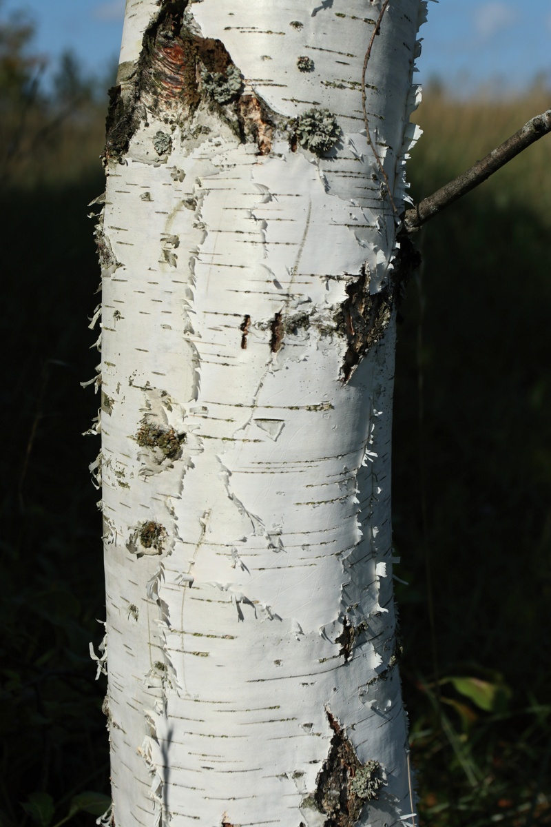 Изображение особи Betula pendula.