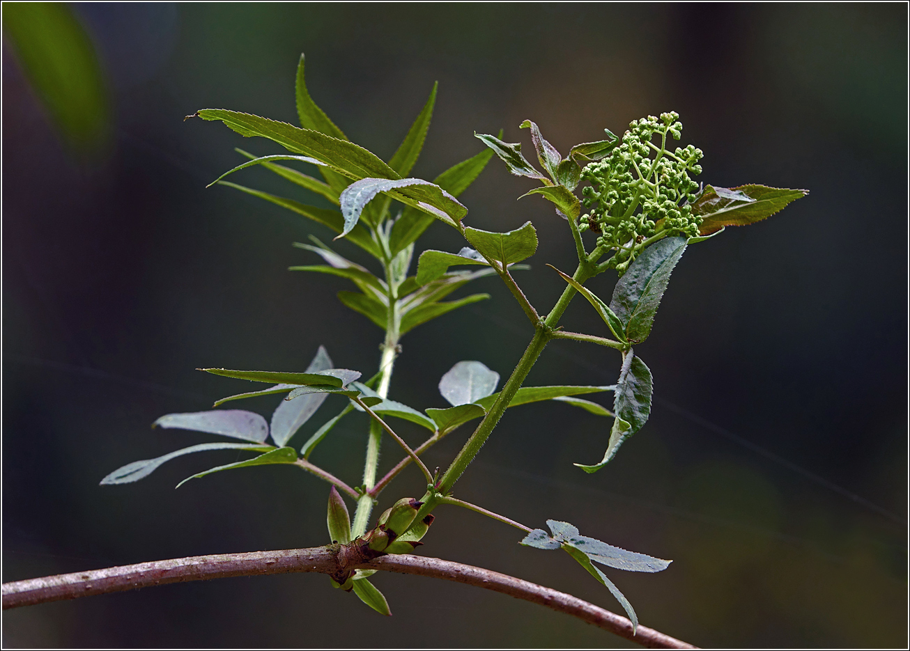 Изображение особи Sambucus racemosa.