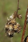 Carduus crispus. Обломившийся засохший побег со зрелыми соплодиями. Беларусь, Витебская обл., окр. пос. Езерище, выкашиваемый суходольный луг. 29.08.2024.