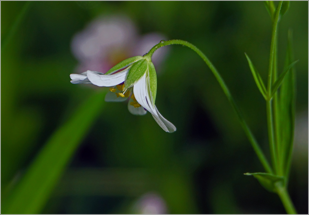 Image of Stellaria holostea specimen.