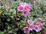 Loiseleuria procumbens. Соцветия. Коми, Интинский р-н, Приполярный Урал, долина р. Балбанью, берег оз. Бол. Балбанты, на моховых кочках заросшего курума. 12.07.2010.