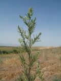 Artemisia scoparia