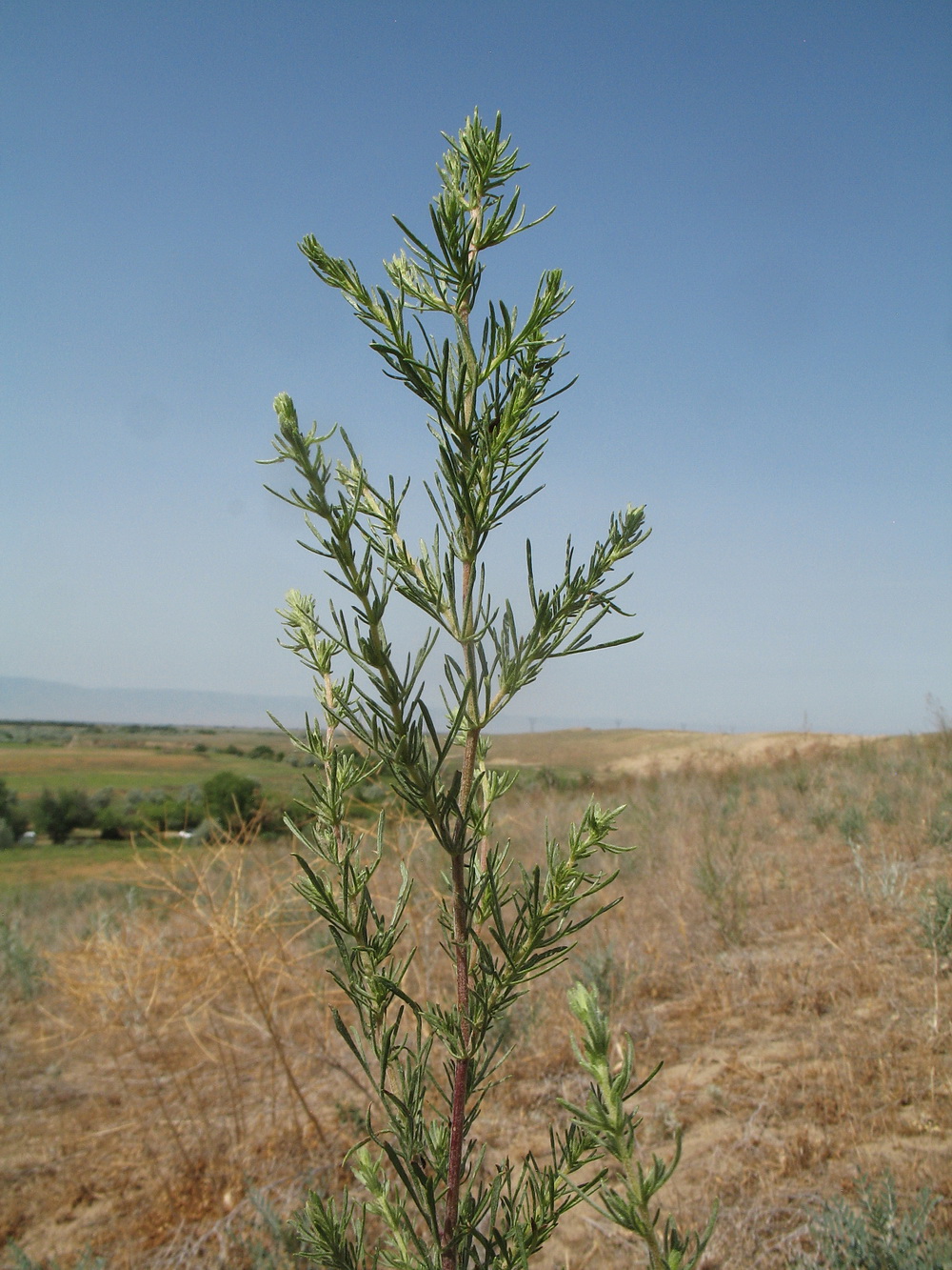 Изображение особи Artemisia scoparia.