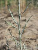 Jurinea thyrsiflora