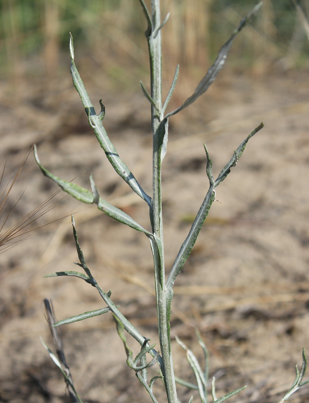 Image of Jurinea thyrsiflora specimen.